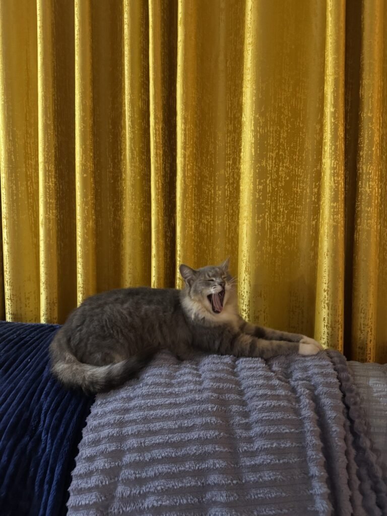 Gato relaxado deitado na manta: gatos amassam pãozinho quando se sentem seguros