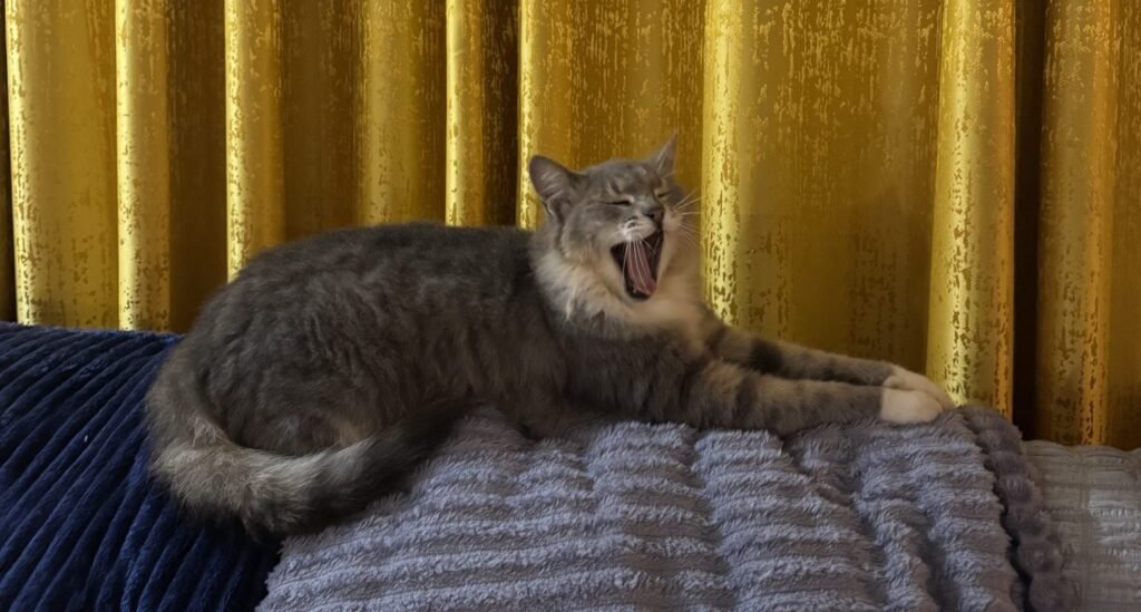 Gato relaxado deitado na manta: gatos amassam pãozinho quando se sentem seguros