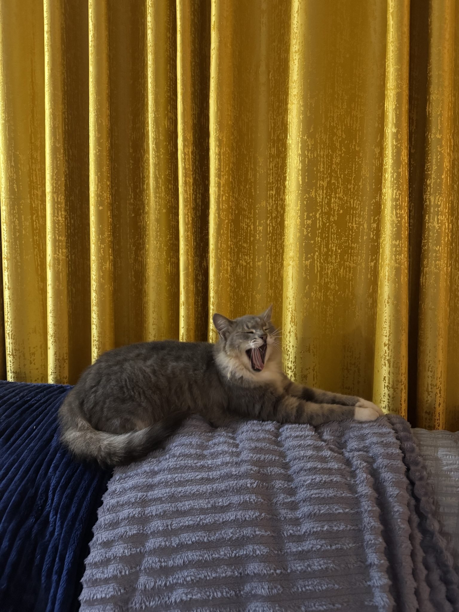 Por que os gatos amassam pãozinho? O verdadeiro significado desse comportamento